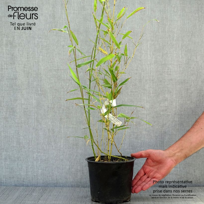 Spécimen de Bambou - Phyllostachys bissetii  Pot de 2L/3L tel que livré en été