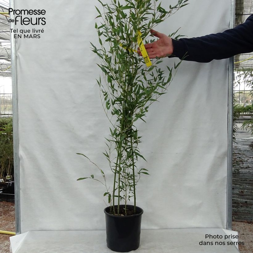 Spécimen de Bambou - Phyllostachys bissetii pot C5L 80/100 cm tel que livré au printemps