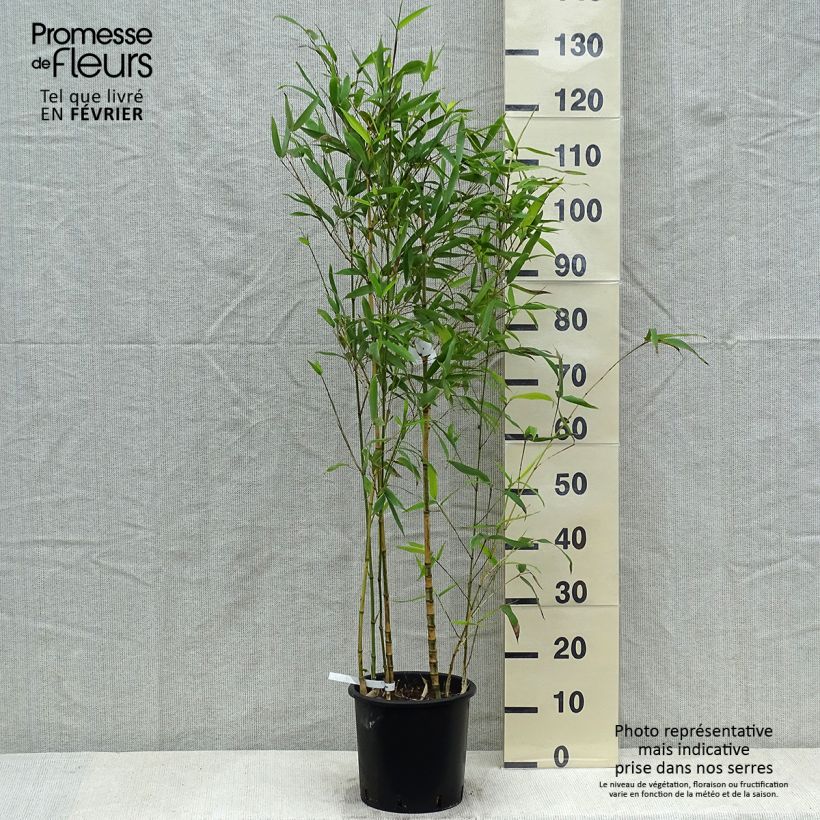 Spécimen de Bambou doré - Phyllostachys aurea Koï Pot de 4/5L tel que livré en hiver