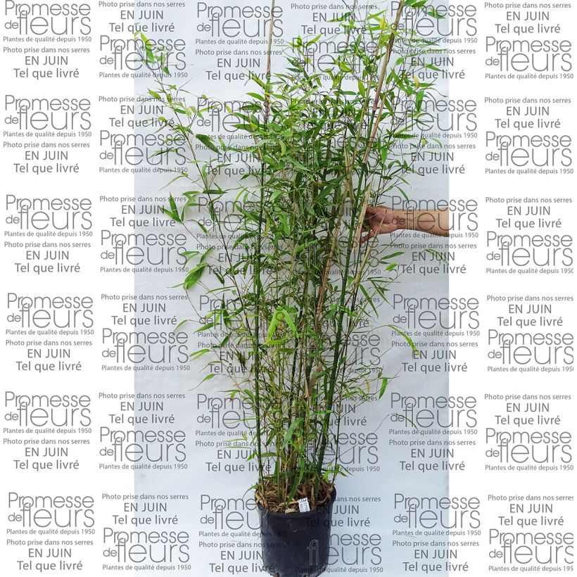 Spécimen de Bambou doré - Phyllostachys aurea tel que livré en printemps