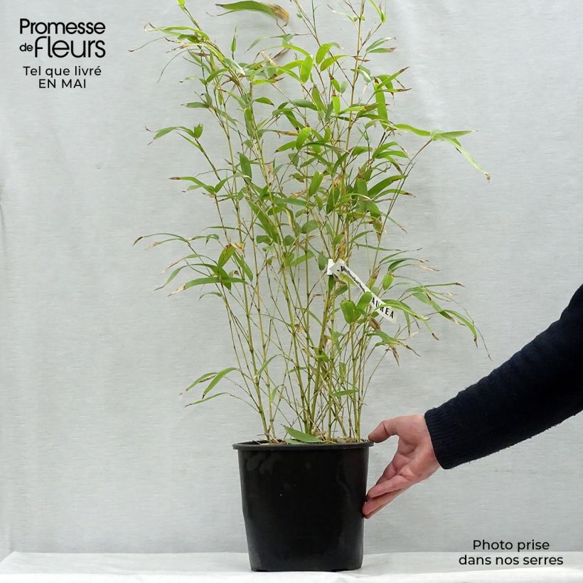 Spécimen de Bambou doré - Phyllostachys aurea pot de 5L 100+cm tel que livré au printemps