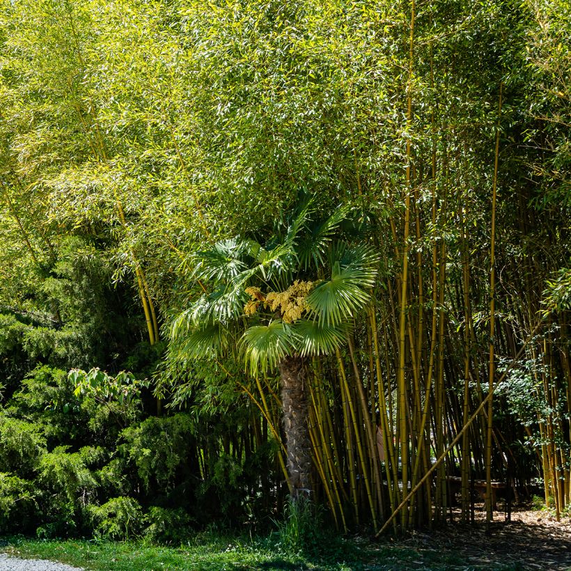 Bambou jaune - Phyllostachys aureosulcata Aureocaulis (Port)