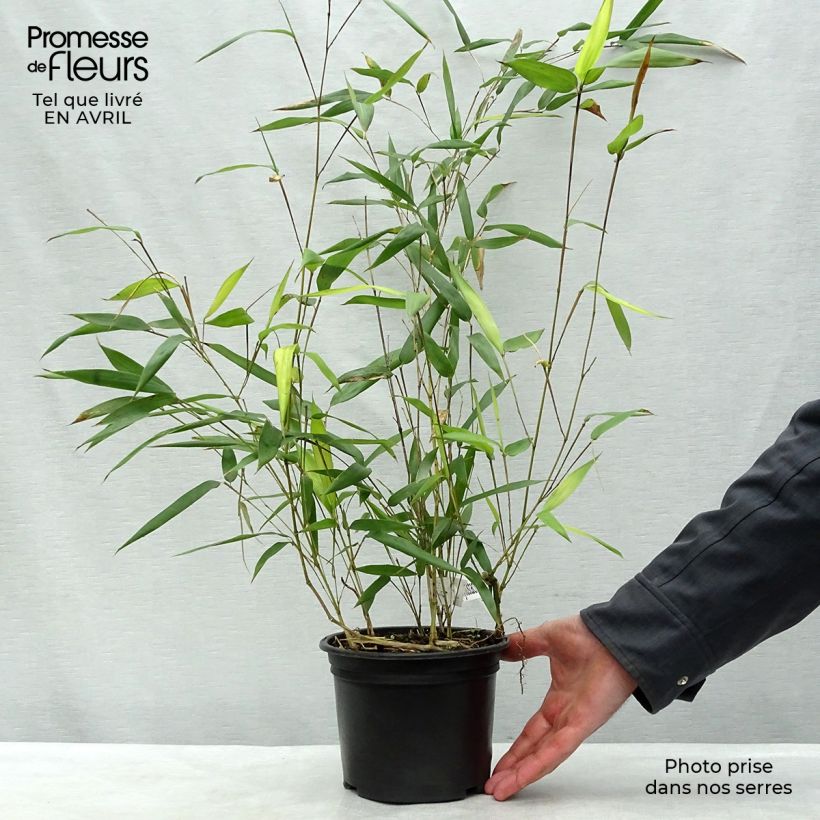 Spécimen de Bambou jaune - Phyllostachys aureosulcata Aureocaulis tel que livré au printemps