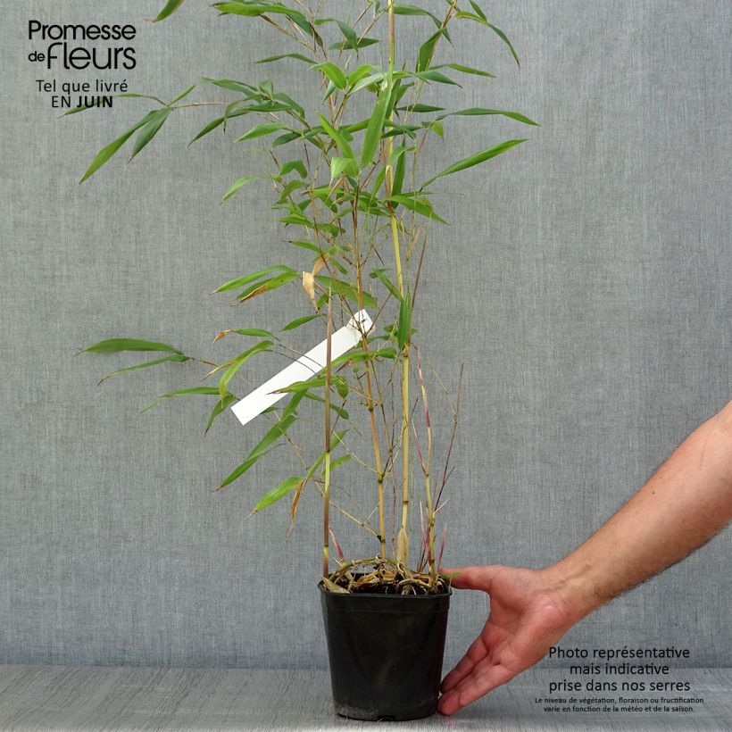Spécimen de Bambou jaune - Phyllostachys aureosulcata Aureocaulis Pot de 2L/3L tel que livré en été