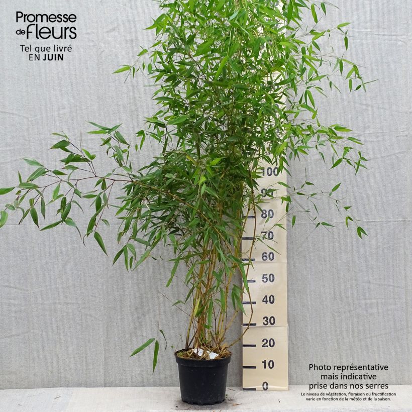 Spécimen de Bambou jaune - Phyllostachys aureosulcata Aureocaulis Pot de 4L/5L tel que livré en été
