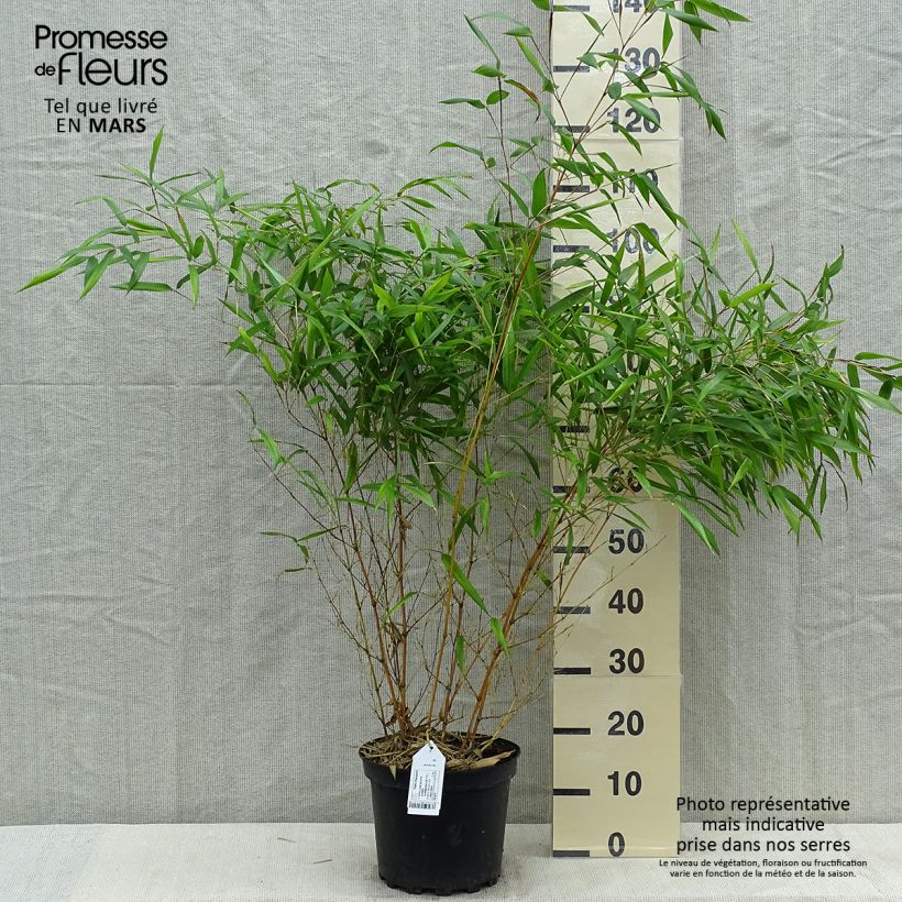 Spécimen de Bambou jaune - Phyllostachys aureosulcata Aureocaulis tel que livré au printemps