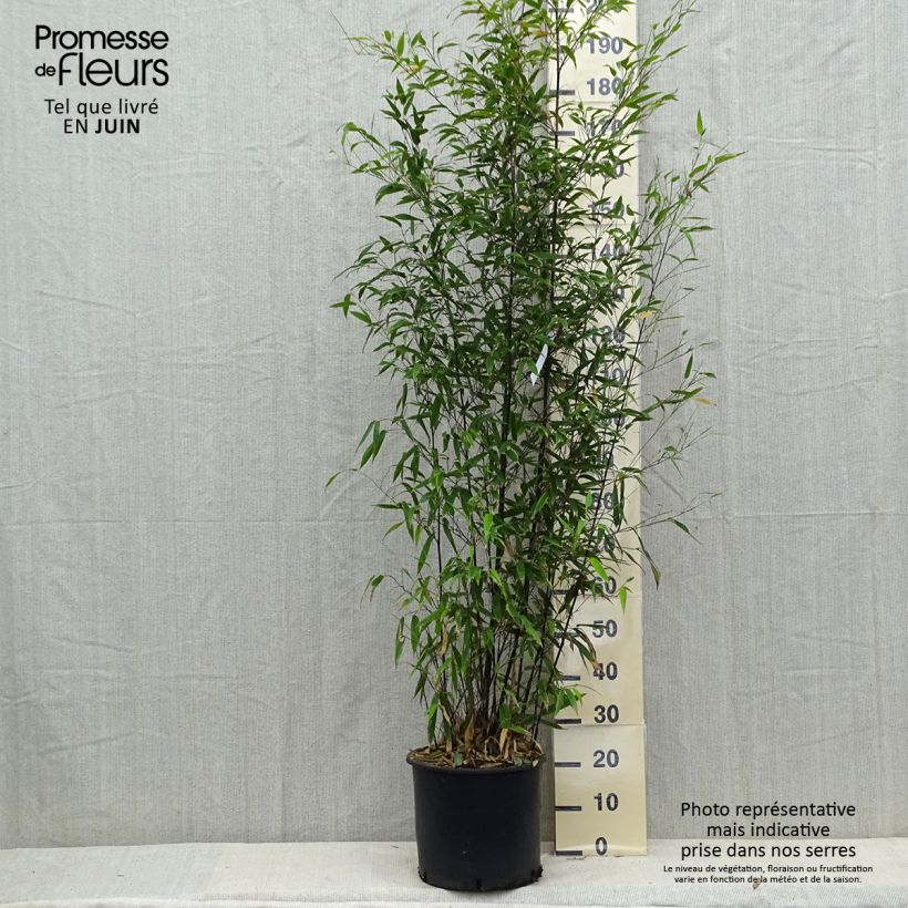 Spécimen de Bambou noir - Phyllostachys nigra Pot de 12L/15L tel que livré en été