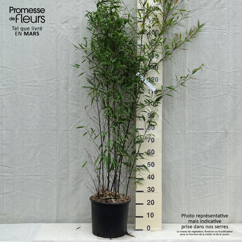 Spécimen de Bambou noir - Phyllostachys nigra 175/200 en pot de 15L tel que livré au printemps