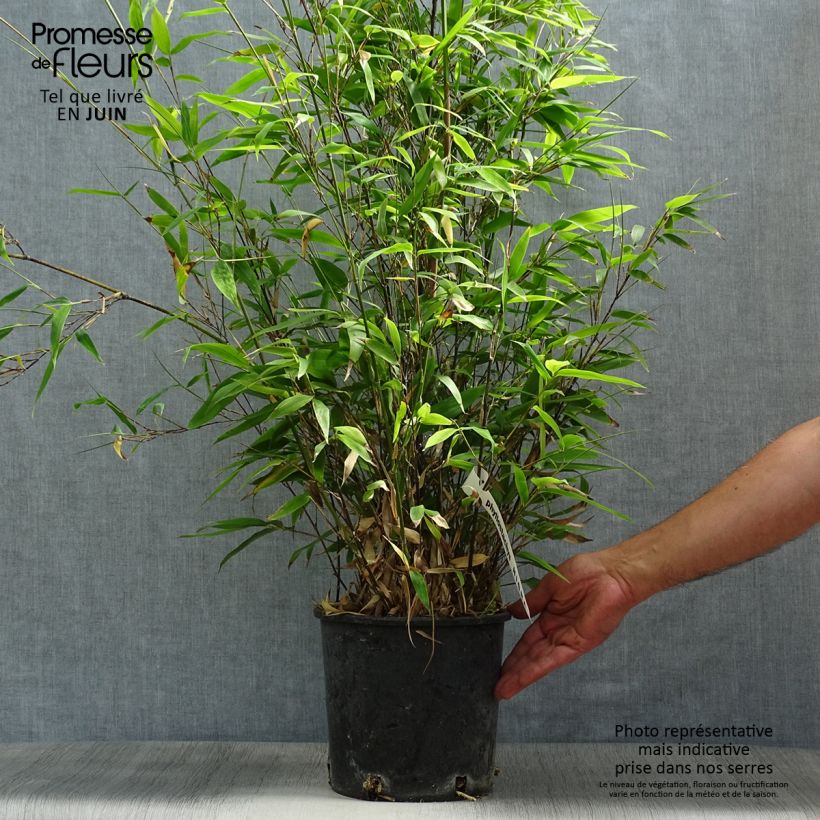 Spécimen de Bambou noir - Phyllostachys nigra Pot de 4L/5L tel que livré en été