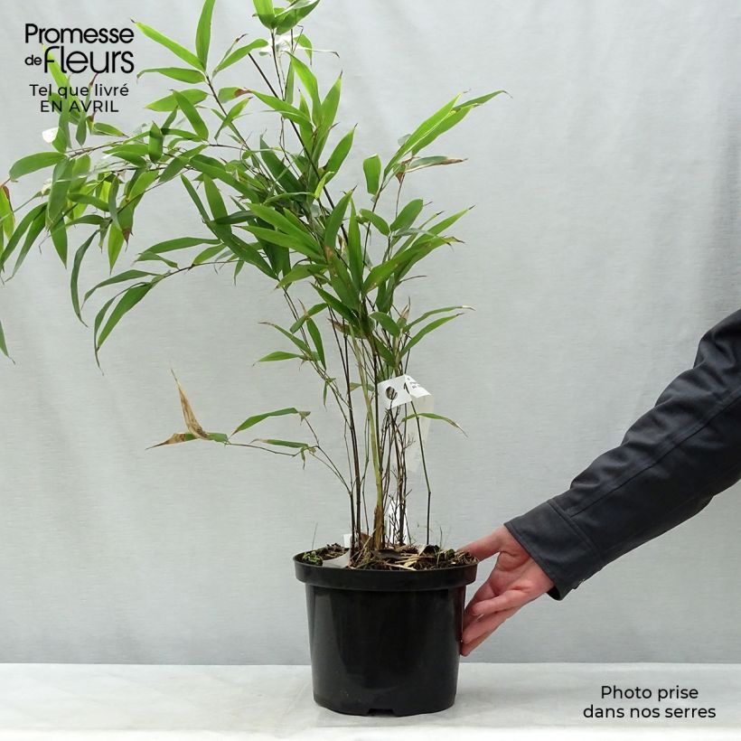 Spécimen de Bambou noir - Phyllostachys nigra en pot de 5L  tel que livré au printemps