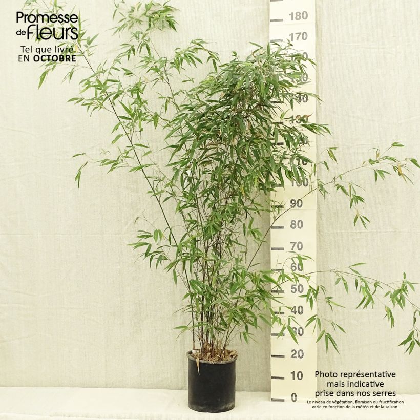 Spécimen de Bambou noir - Phyllostachys nigra Pot de 7,5L/10L tel que livré en été