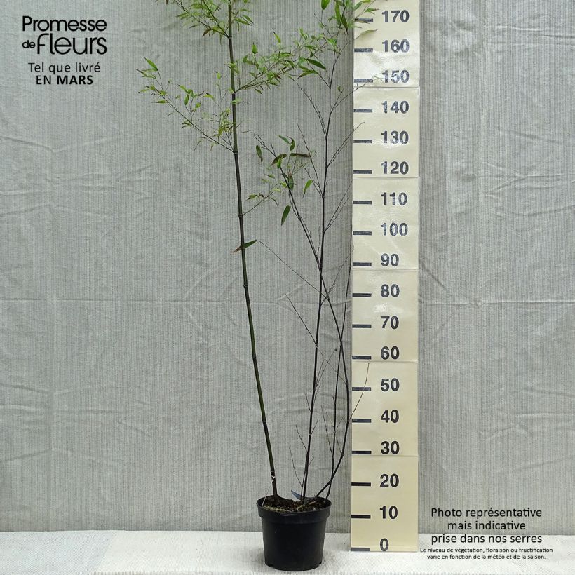 Spécimen de Bambou noir - Phyllostachys nigra en pot de 7,5L tel que livré au printemps