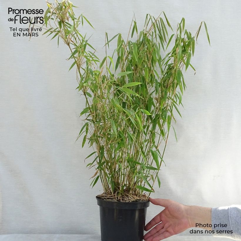 Spécimen de Bambou non traçant - Fargesia murielae Jumbo Pot de 2L/3L tel que livré au printemps