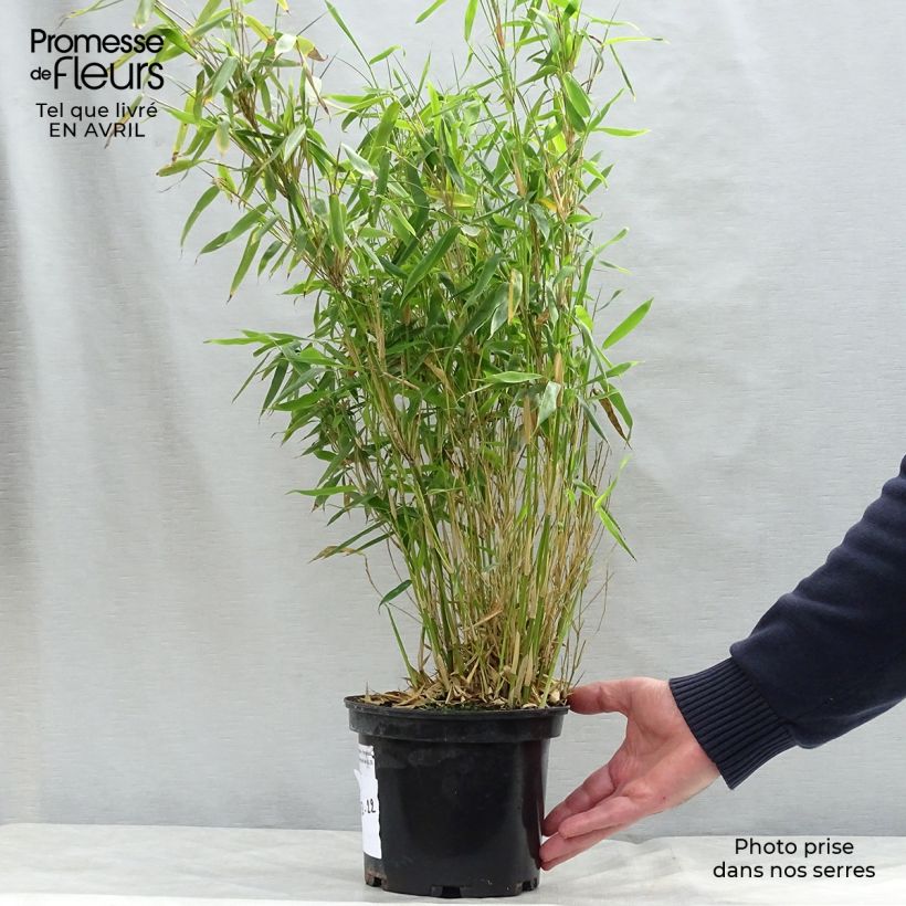 Spécimen de Fargesia murielae Simba - Bambou non traçant Pot de 2L/3LHauteur livrée env. 50/60cm tel que livré au printemps