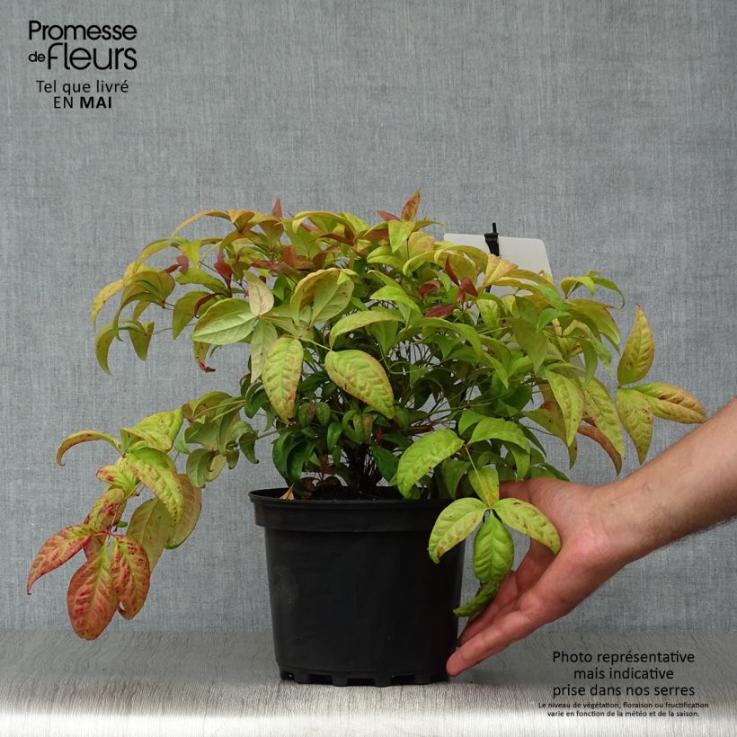 Spécimen de Bambou sacré - Nandina domestica Blush Pink en pot de 2l/3l tel que livré au printemps