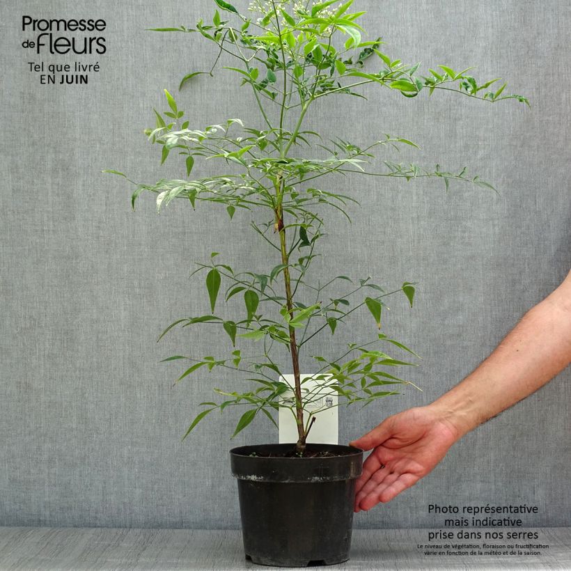 Spécimen de Bambou sacré - Nandina domestica Brightlight Pot de 3L/4L tel que livré en été
