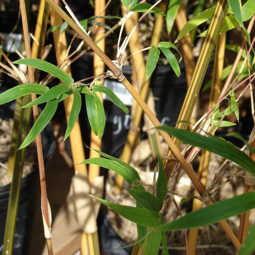Bambusa glaucescens Multiplex - Bambou moyen (Feuillage)