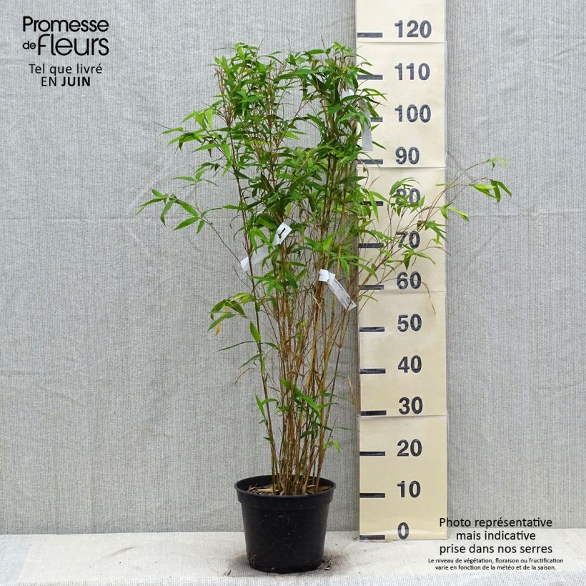 Spécimen de Bambusa glaucescens Multiplex - Bambou moyen Pot de 4L/5L tel que livré en été