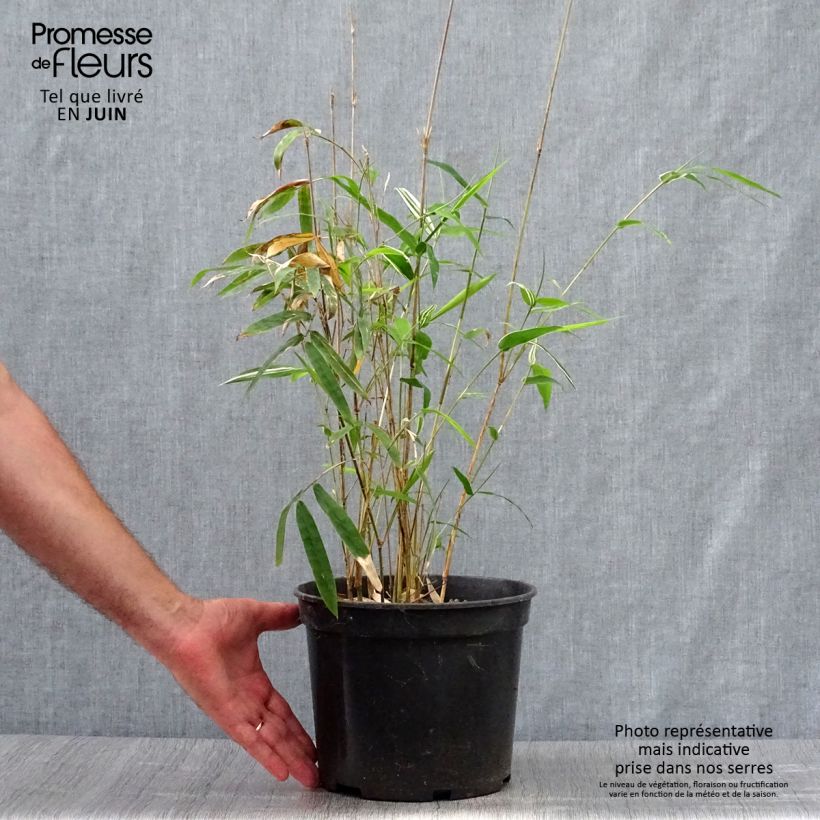 Spécimen de Bambusa multiplex  Alphonse Karr - Bambou d'intérieur Pot de 4L/5L tel que livré en été