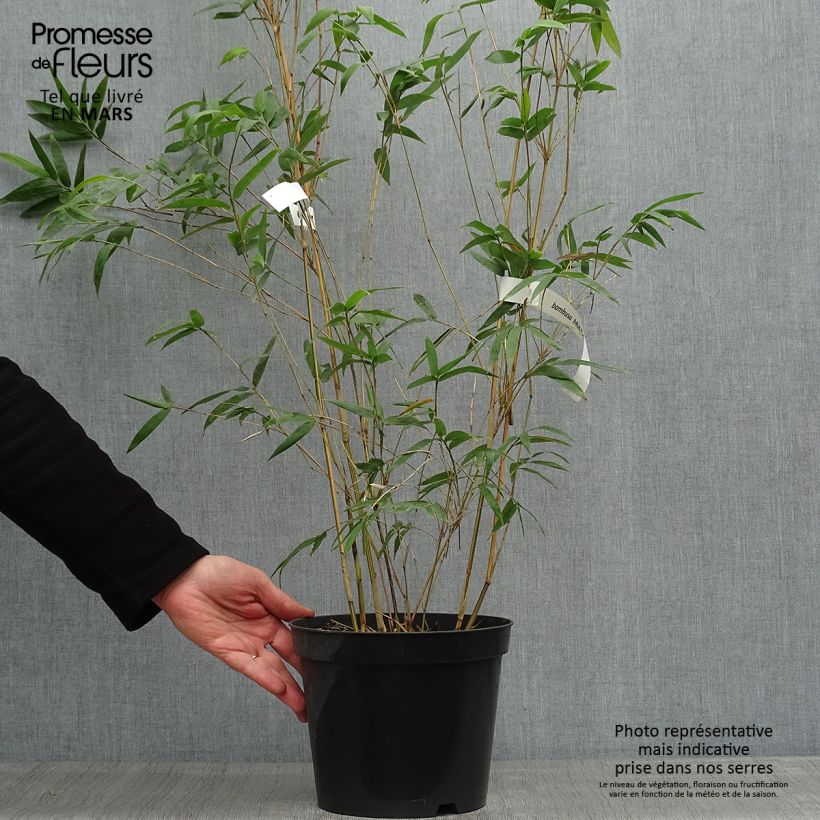 Spécimen de Bambusa multiplex  Alphonse Karr - Bambou d'intérieur Pot de 4L/5L tel que livré au printemps