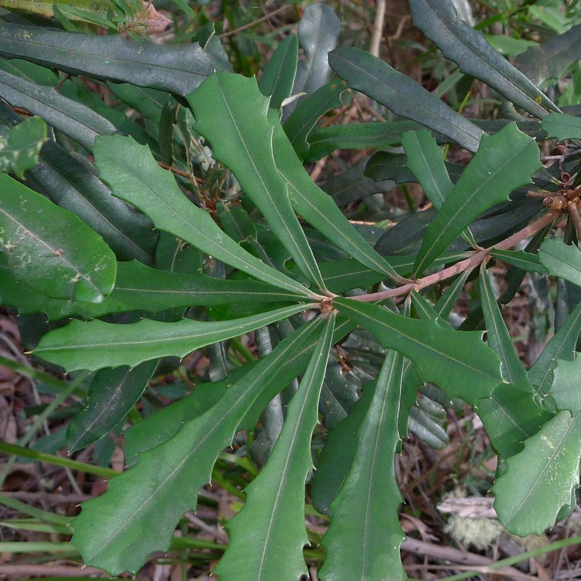 Banksia integrifolia - Banksia côtier (Feuillage)