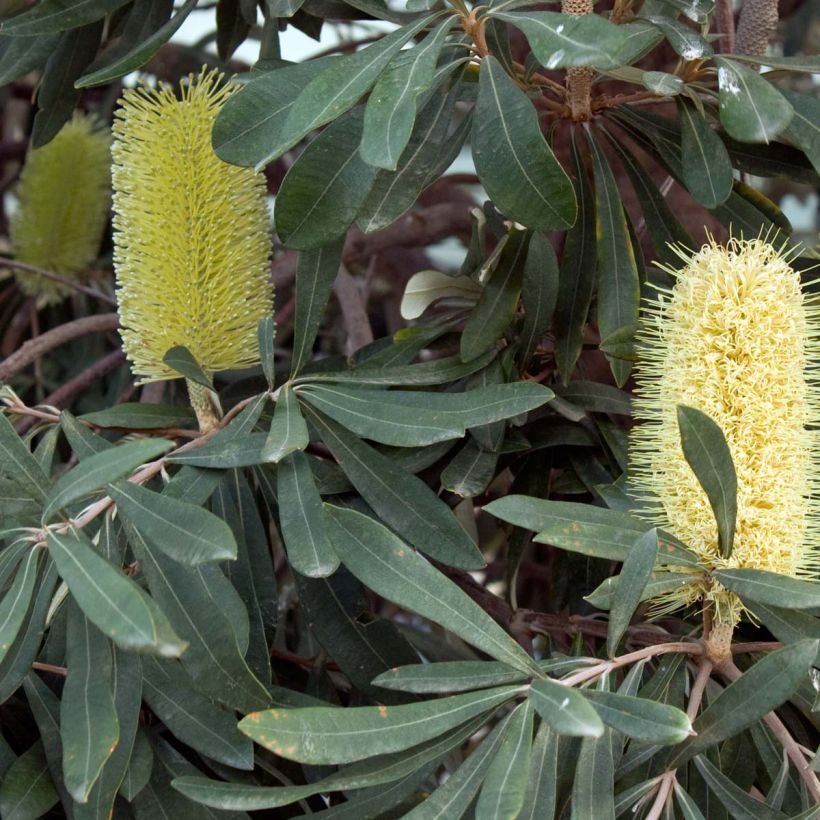 Banksia integrifolia - Banksia côtier (Floraison)