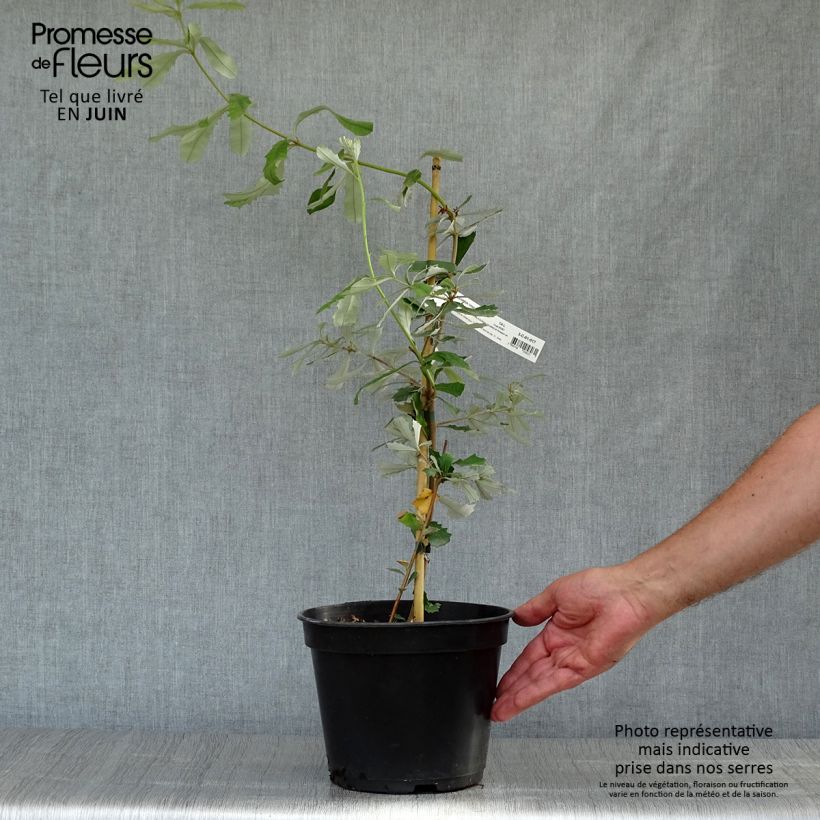 Spécimen de Banksia integrifolia - Banksia côtier Pot de 3L/4L tel que livré en été