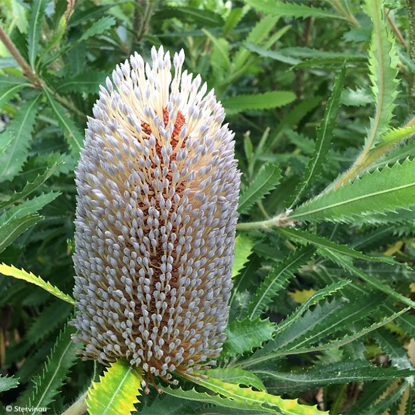 Banksia serrata (Floraison)