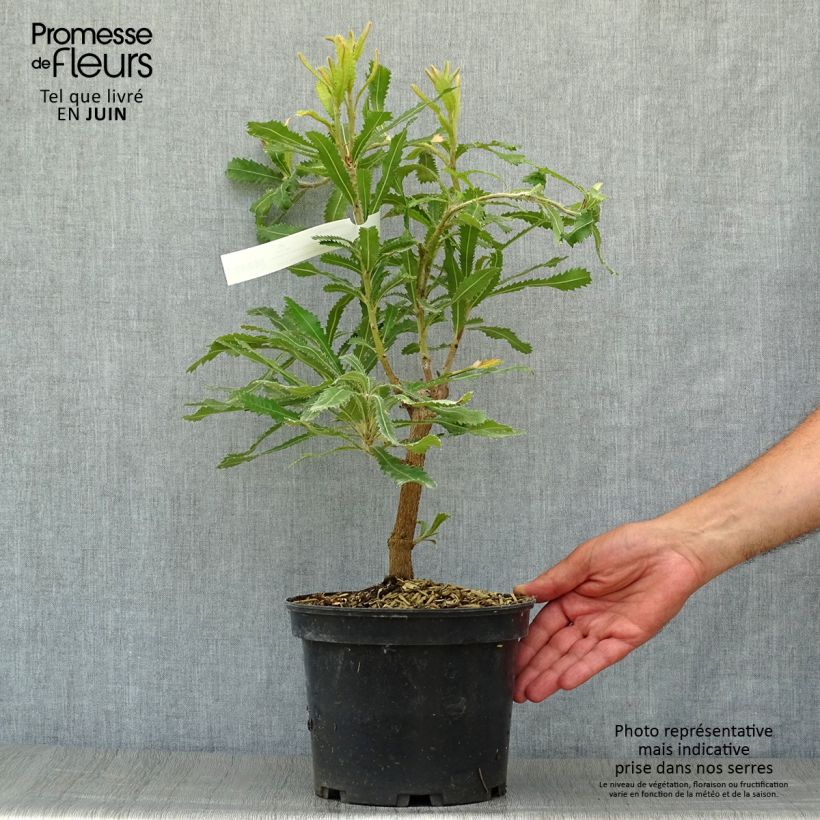 Spécimen de Banksia serrata Pot de 4L/5L tel que livré en été