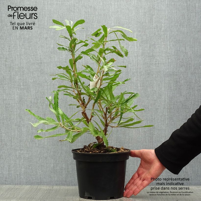 Spécimen de Banksia serrata Pot de 4L tel que livré au printemps