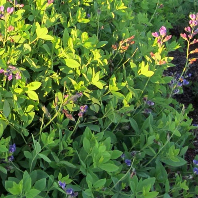 Baptisia Blueberry Sundae - Faux-indigo (Feuillage)