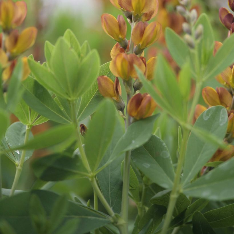 Baptisia Brownie Points - Lupin indigo (Feuillage)