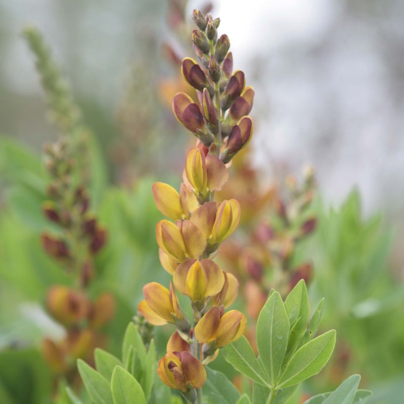 Baptisia Brownie Points - Lupin indigo (Floraison)