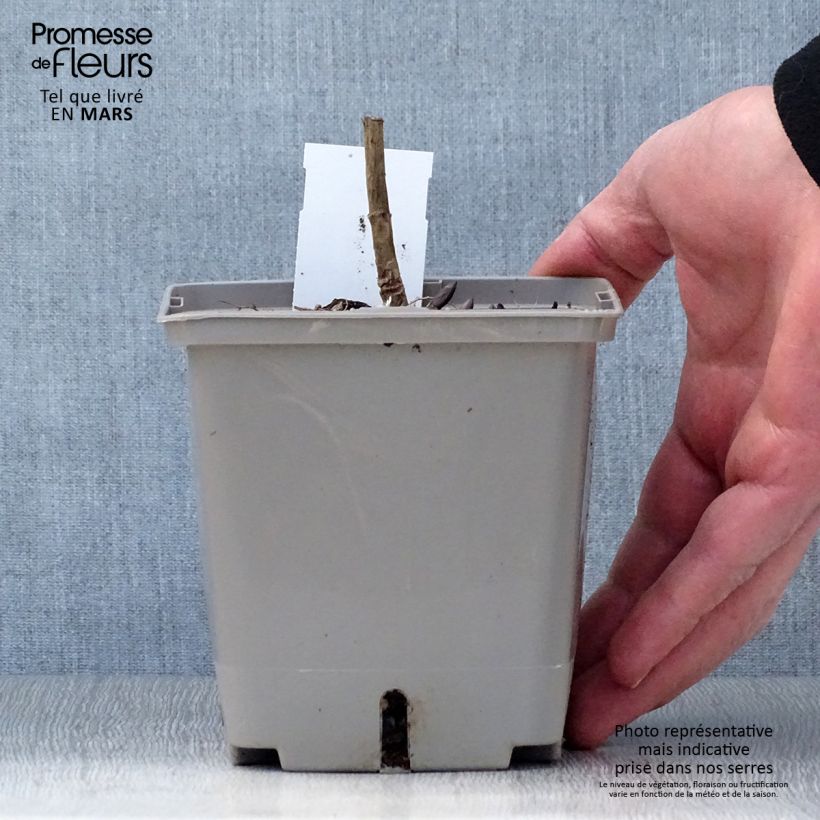 Spécimen de Baptisia Brownie Points - Lupin indigo Pot de 1,3L tel que livré au printemps