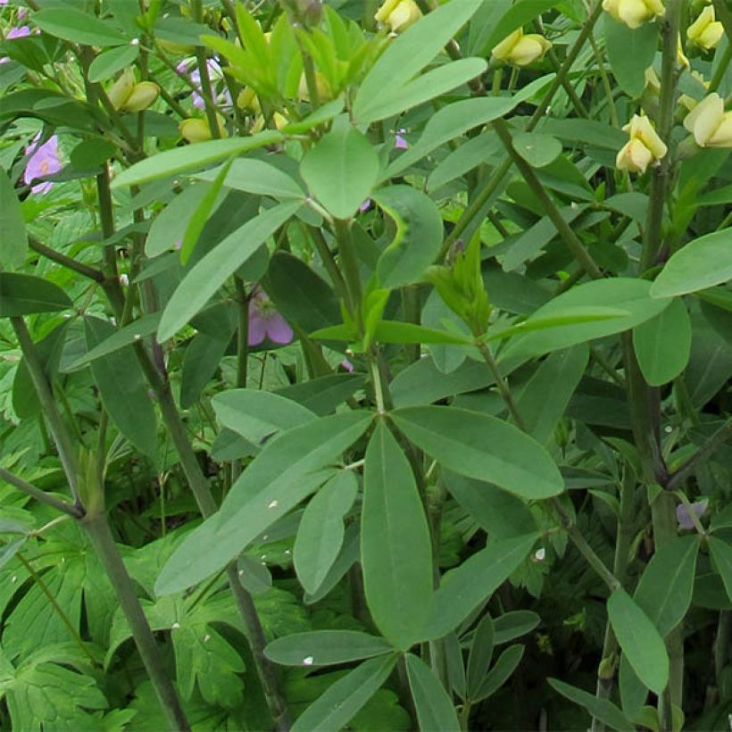 Baptisia Carolina Moonlight - Faux indigo jaune hybride (Feuillage)