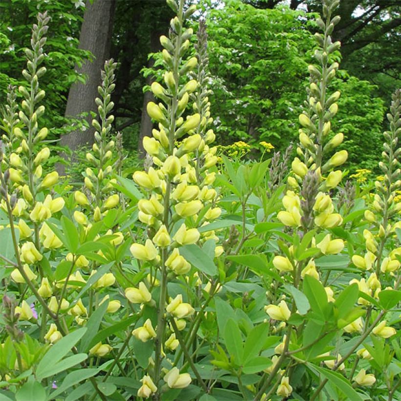 Baptisia Carolina Moonlight - Faux indigo jaune hybride (Floraison)