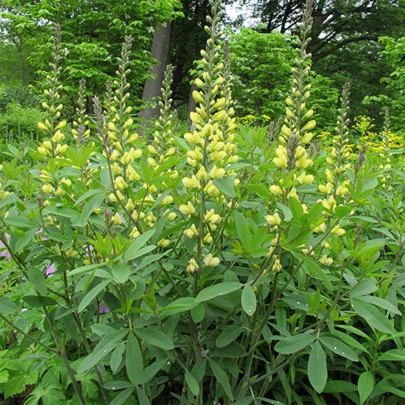 Baptisia Carolina Moonlight - Faux indigo jaune hybride (Port)