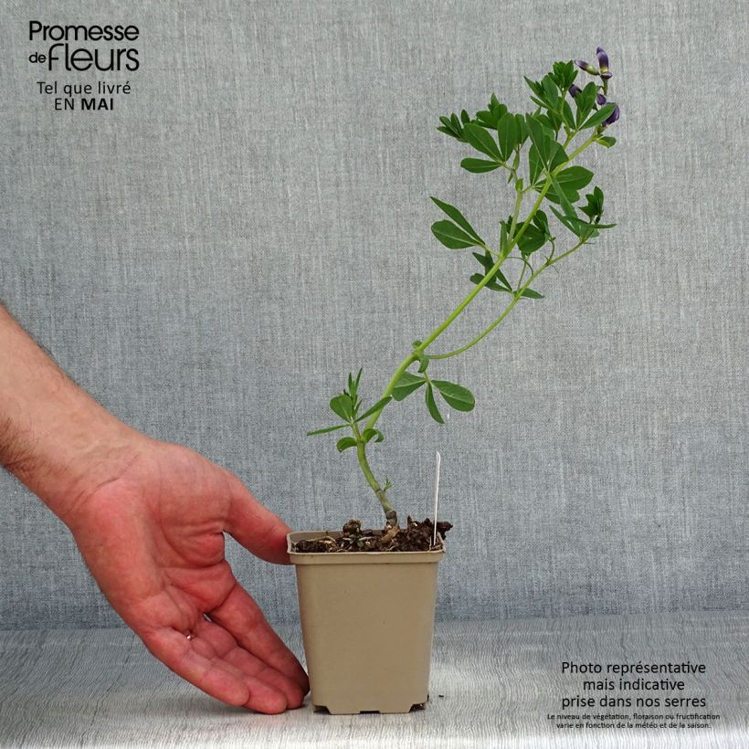 Spécimen de Baptisia Caspian Blue - Lupin indigo Godet de 9cm tel que livré au printemps