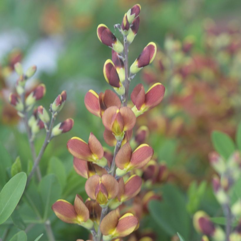 Baptisia Cherries Jubilee  - Lupin indigo (Floraison)