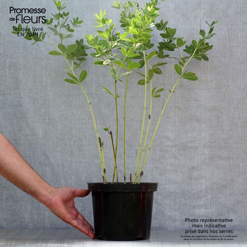 Spécimen de Baptisia Cherries Jubilee  - Lupin indigo Pot de 4L/5L tel que livré en été