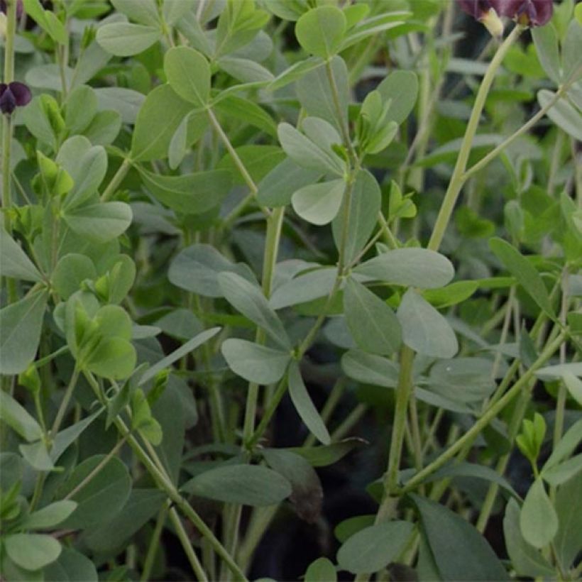 Baptisia Dutch Chocolate - Lupin indigo pourpre brunâtre (Feuillage)