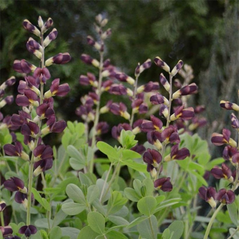 Baptisia Dutch Chocolate - Lupin indigo pourpre brunâtre (Floraison)