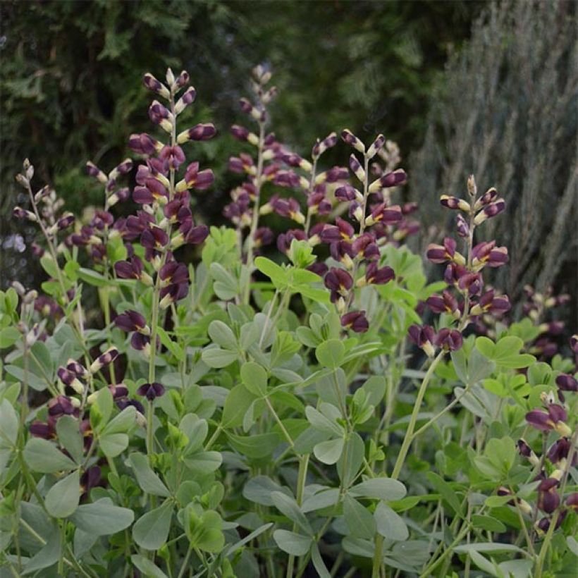 Baptisia Dutch Chocolate - Lupin indigo pourpre brunâtre (Port)