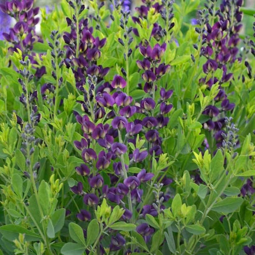 Baptisia Grape Taffy - Lupin indigo pourpre foncé et jaune (Feuillage)