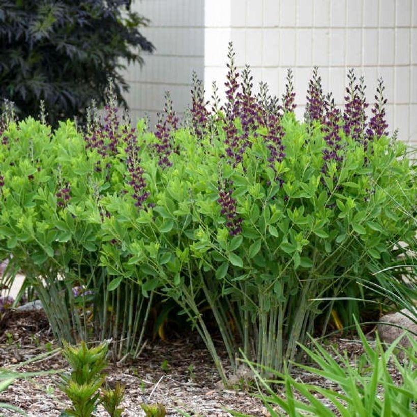 Baptisia Grape Taffy - Lupin indigo pourpre foncé et jaune (Port)