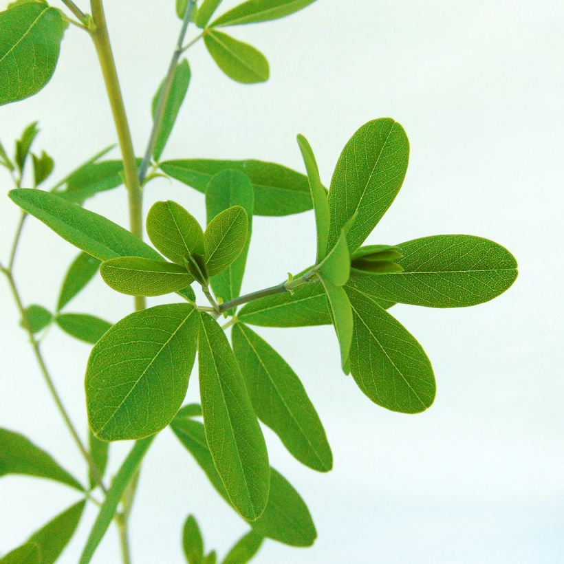 Baptisia Indigo Spires - Lupin indigo (Feuillage)