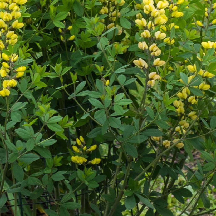 Baptisia Lemon Meringue - Lupin indigo (Feuillage)