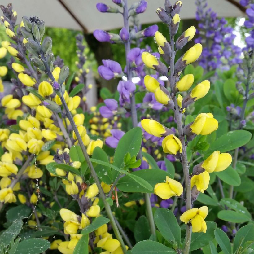 Baptisia Lemon Meringue - Lupin indigo (Floraison)