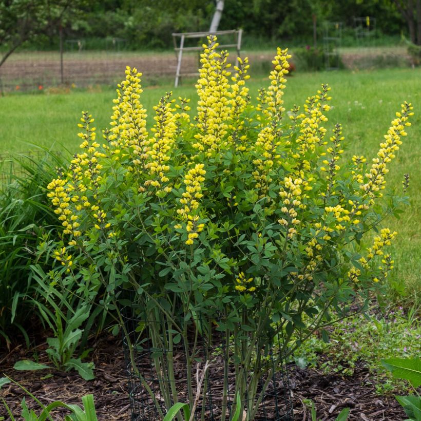 Baptisia Lemon Meringue - Lupin indigo (Port)