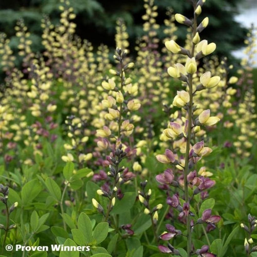 Baptisia Pink Lemonade - Lupin indigo (Feuillage)